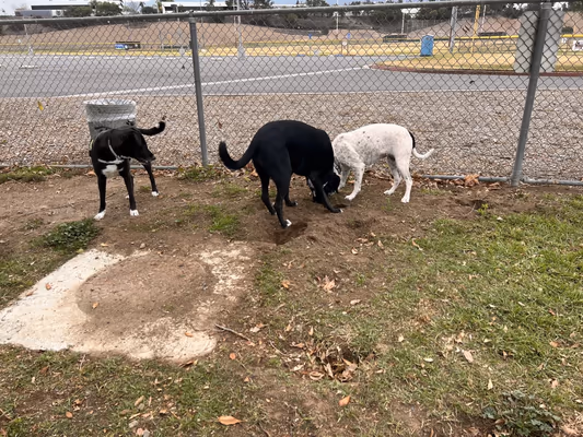 Corona Dog Park at Butterfield Stage Trail